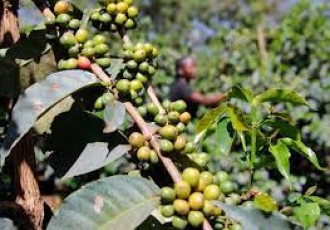 SMILES AS NYERI FARMER’S RECEIVES SUBSIDES FOR COFFEE DELIVERED LAST YEAR