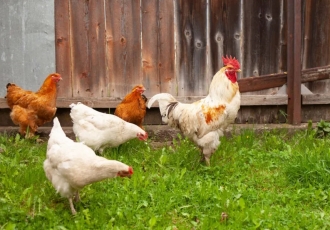 WHAT YOU NEED TO START POULTRY FARMING IN KENYA