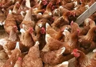 HOW TO USE HERBS TO PREVENT YOUR CHICKEN FROM FALLING SICK EASILY