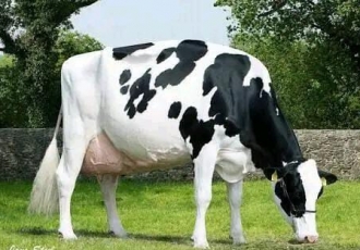 BE RICH BY LOW-YIELDING DAIRY COW