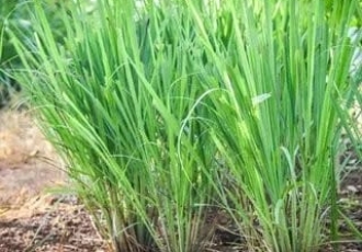 WHY YOU NEED TO PLANT LEMON GRASS AROUND YOUR HOUSE 