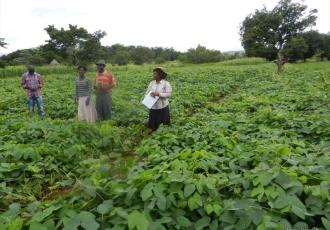 SPECIAL BEAN VARIETY AIDING FARMERS IN CHEAP SOIL FERTILIZATION IN MARKET